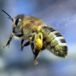 Massdöd av bin